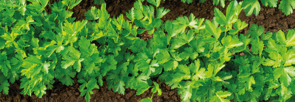 Flat Leaf Parsley: benefits, nutrition facts and how to cook