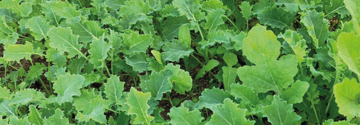 Baby Green Kale: l'elisir di giovinezza