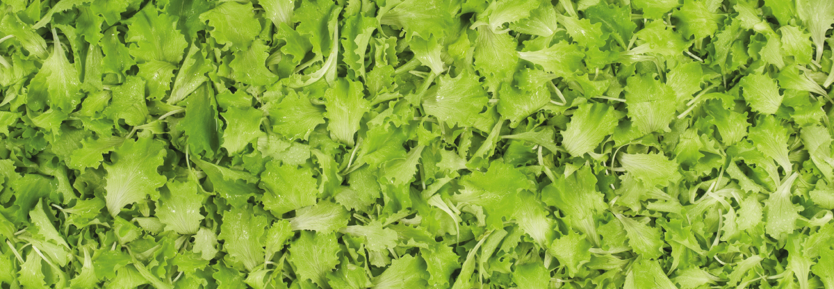 Baby Green Leaf: una ricetta autunnale