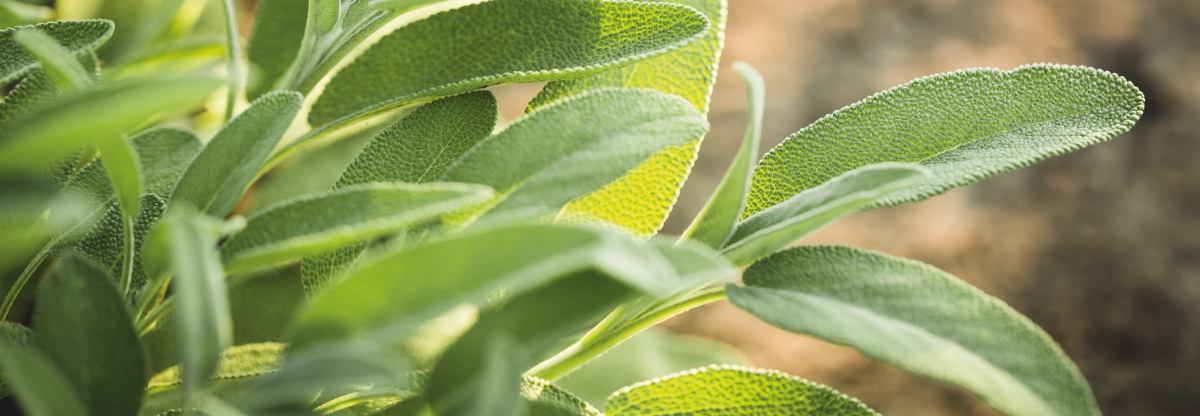 How to highlight sage flavour with an easy recipe