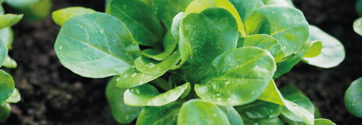 Lamb’s lettuce: interesting facts and a recipe